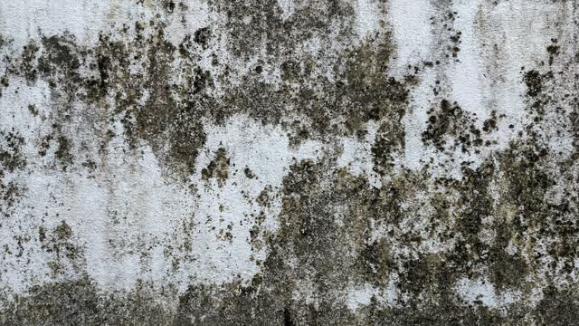 Schwarzer Schimmelbefall in einer Zimmerecke an der Wand