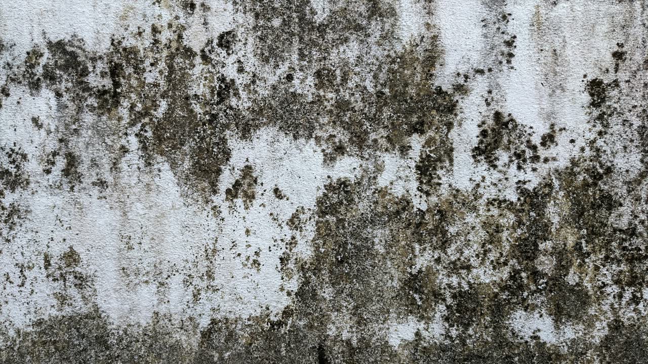 Schwarzer Schimmelbefall in einer Zimmerecke an der Wand